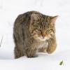 Chat forestier (Philippe Massit)
