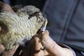 Bécasse des bois portant une bague du CRBPO, opération pour le suivi des populations migratrices et hivernantes par des agents de l'OFB en 2022 (Philippe Massit, OFB)